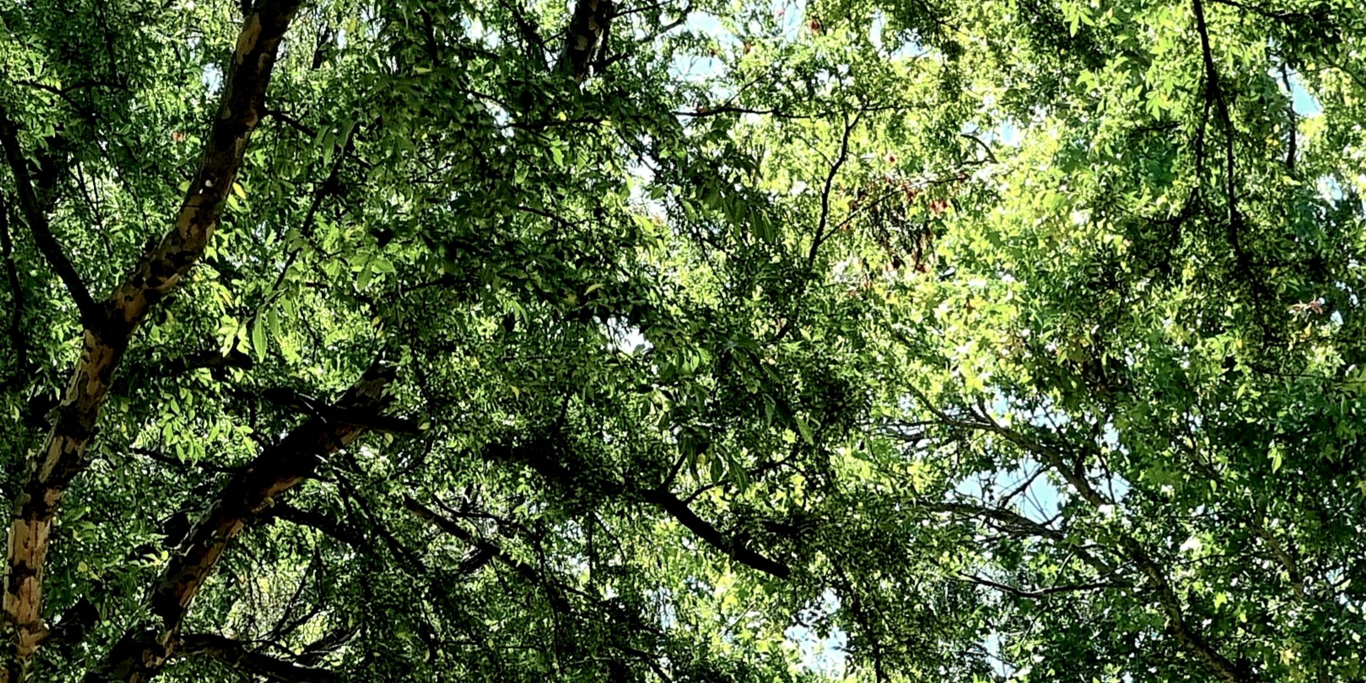 Tree leaves
