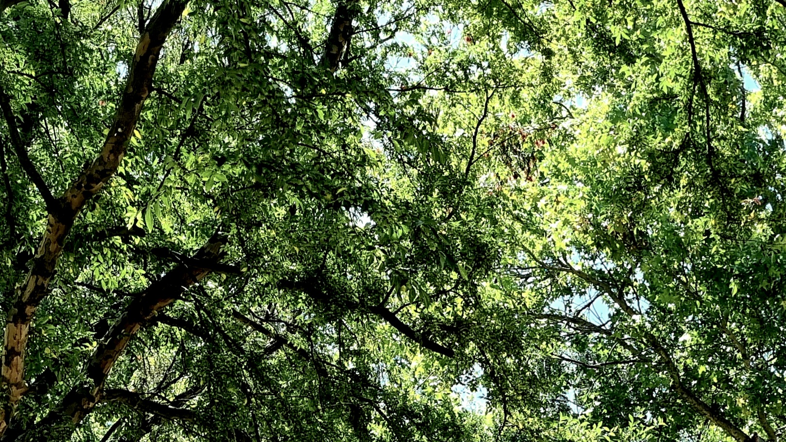 Tree leaves